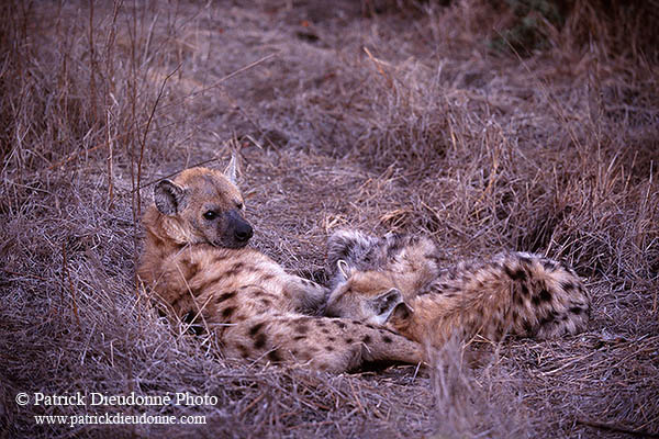 Spotted Hyaena, S. Africa, Kruger NP -  Hyène tachetée  14790