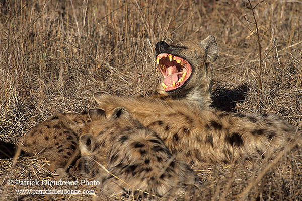 Spotted Hyaena, S. Africa, Kruger NP -  Hyène tachetée  14791