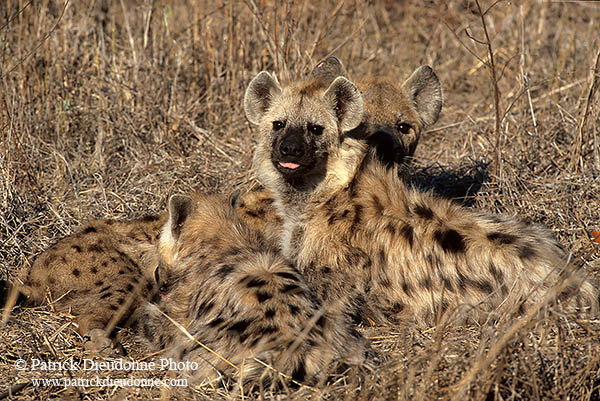 Spotted Hyaena, S. Africa, Kruger NP -  Hyène tachetée  14792