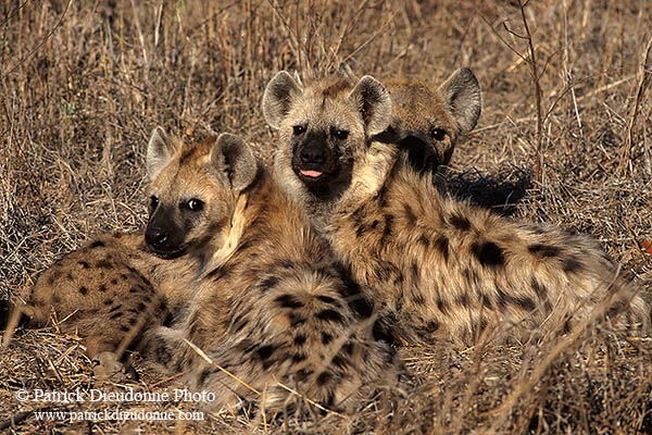 Spotted Hyaena, S. Africa, Kruger NP -  Hyène tachetée  14793