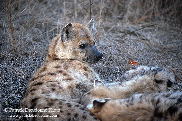 Spotted Hyaena, S. Africa, Kruger NP -  Hyène tachetée  14794