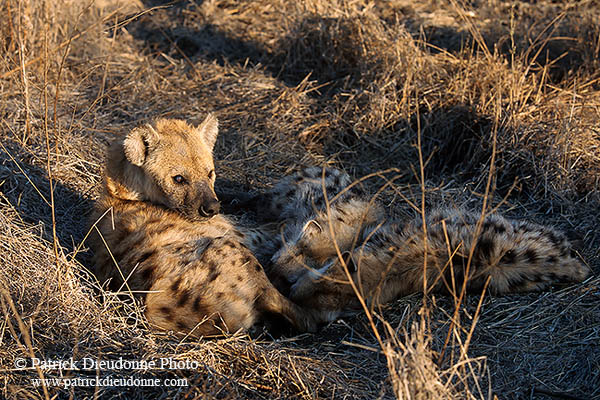 Spotted Hyaena, S. Africa, Kruger NP -  Hyène tachetée  14796