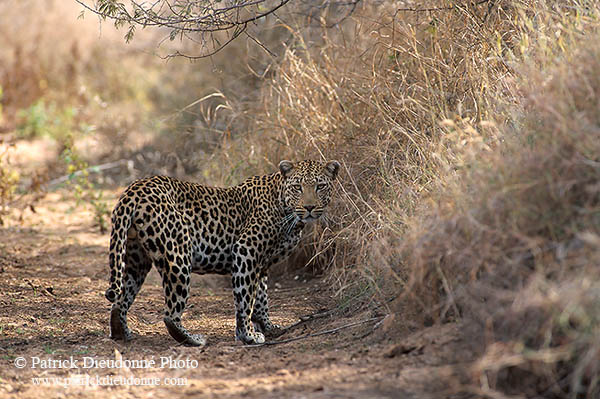 Leopard, Kruger NP, S. Africa  - Leopard   14879