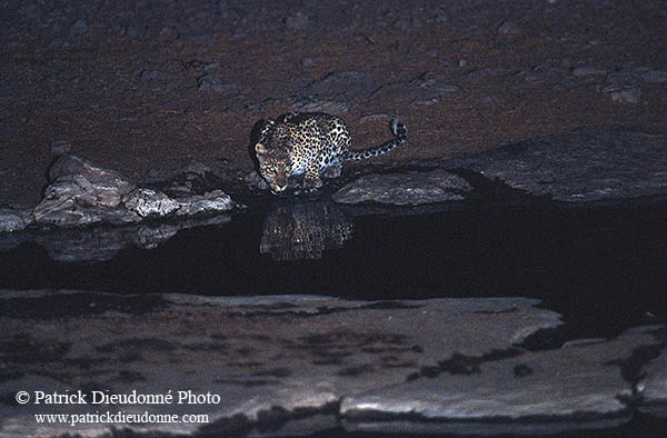 Leopard, Etosha NP, Namibia  - Leopard   14881