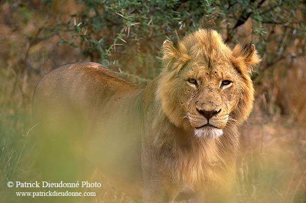Lion, Kruger NP, S. Africa  - Lion   14884