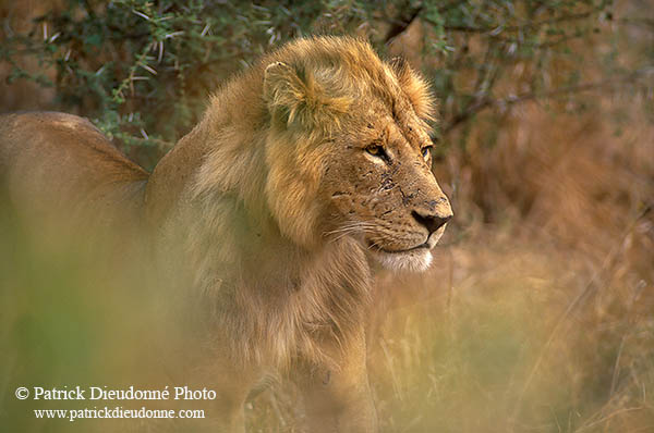Lion, Kruger NP, S. Africa  - Lion   14885