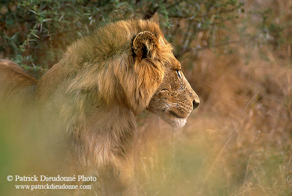 Lion, Kruger NP, S. Africa  - Lion   14886