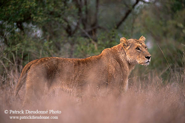 Lioness, Kruger NP, S. Africa  - Lionne   14887