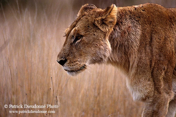 Lioness, Kruger NP, S. Africa  - Lionne   14889