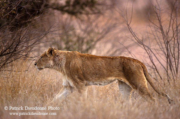 Lioness, Kruger NP, S. Africa  - Lionne   14890