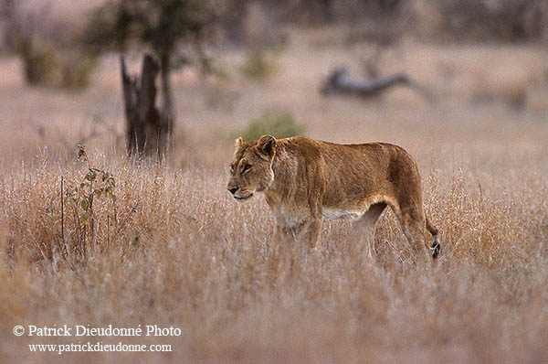 Lioness, Kruger NP, S. Africa  - Lionne   14891