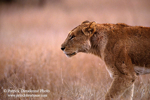 Lioness, Kruger NP, S. Africa  - Lionne   14892