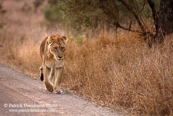 Lioness, Kruger NP, S. Africa  - Lionne   14893