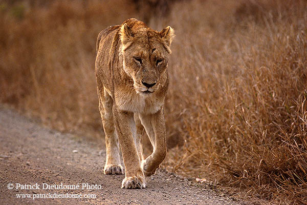 Lioness, Kruger NP, S. Africa  - Lionne   14894