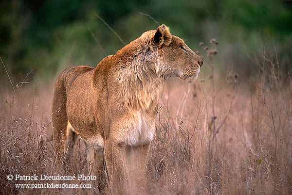 Lioness, Kruger NP, S. Africa  - Lionne   14895