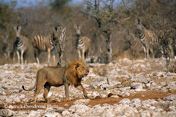 Lion and zebra, Etosha NP, Namibia  - Lion et zèbres   14897