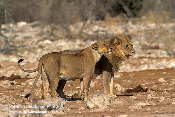 Lion and lioness, Etosha NP, Namibia  - Lion et lionne   14905