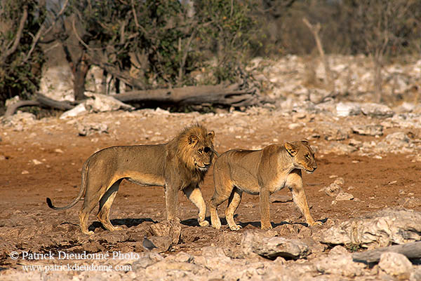 Lion and lioness, Etosha NP, Namibia  - Lion et lionne   14906