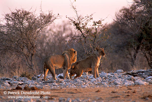 Lion and lioness, Etosha NP, Namibia  - Lion et lionne   14901