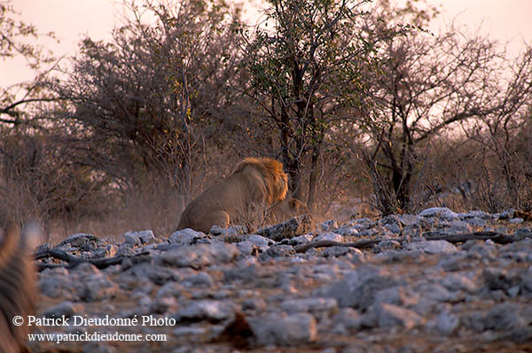 Lion and lioness, Etosha NP, Namibia  - Lion et lionne   14902