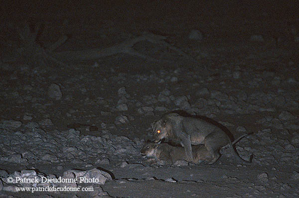 Lion and lioness, copulation, Etosha NP, Namibia  - Lion et lion