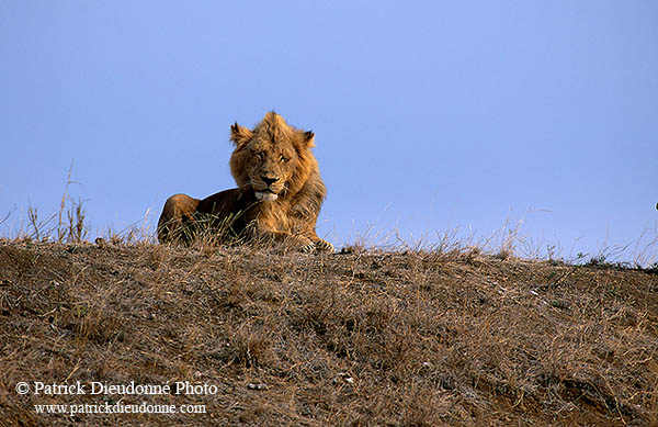 Lion, Kruger NP, S. Africa  - Lion   14908
