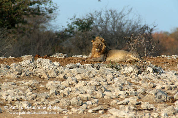 Lion, Etosha NP, Namibia  - Lion    14909