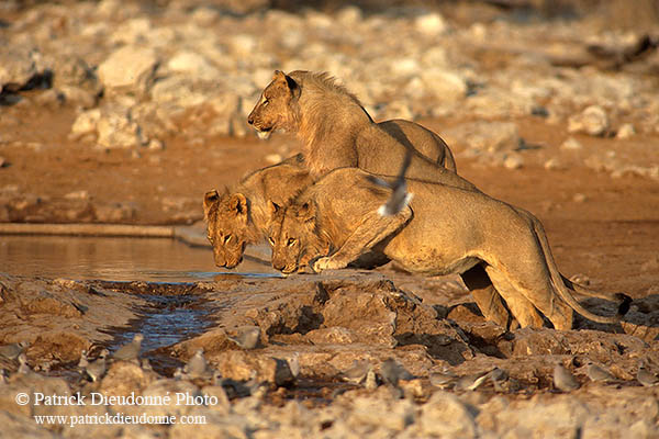 Lions , Etosha NP, Namibia  - Lions    14911
