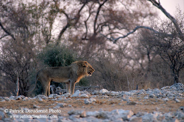 Lion, Etosha NP, Namibia  - Lion    14912