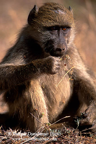 Chacma baboon, Kruger NP, South Africa -  Babouin chacma, jeune