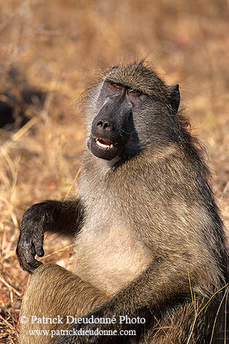 Chacma baboon, Kruger NP, South Africa -  Babouin chacma, ad. 14425