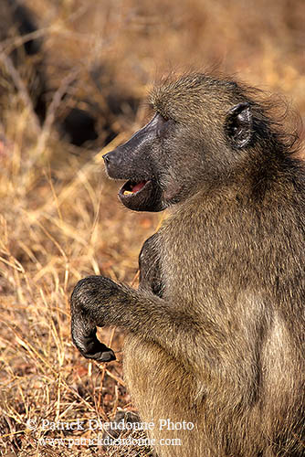 Chacma baboon, Kruger NP, South Africa -  Babouin chacma, ad. 14426