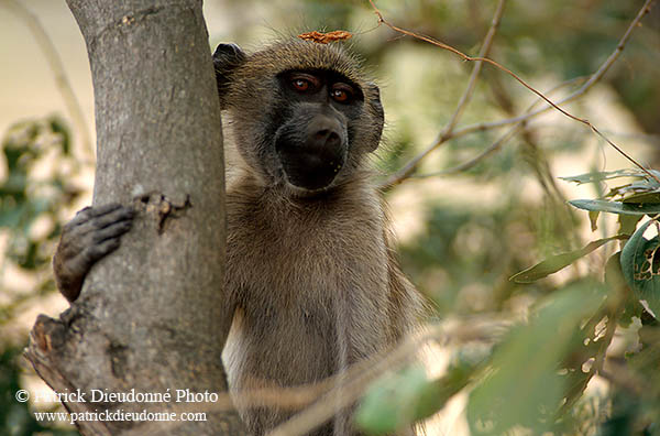 Chacma baboon, Kruger NP, South Africa - Babouin chacma, ad. 14427