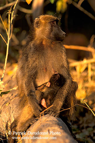 Chacma baboon, Kruger NP, South Africa -  Babouin chacma et bébé