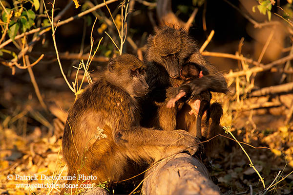 Chacma baboon, Kruger NP, South Africa -  Babouin chacma et bébé