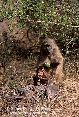 Chacma baboon, Kruger NP, S. Africa -  Babouin chacma et bébé 14431