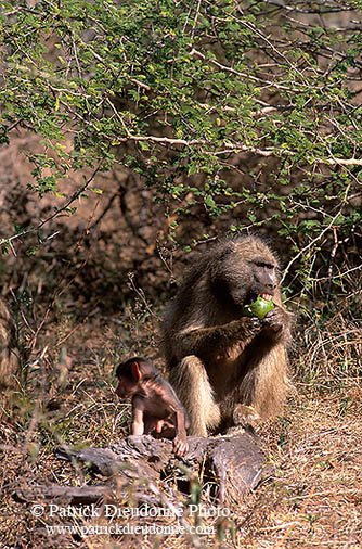 Chacma baboon, Kruger NP, S. Africa -  Babouin chacma et bébé 14432