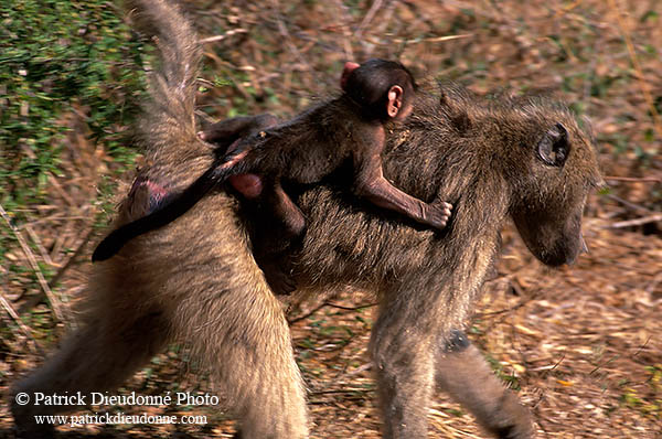 Chacma baboon, Kruger NP, S. Africa -  Babouin chacma et bébé 14433