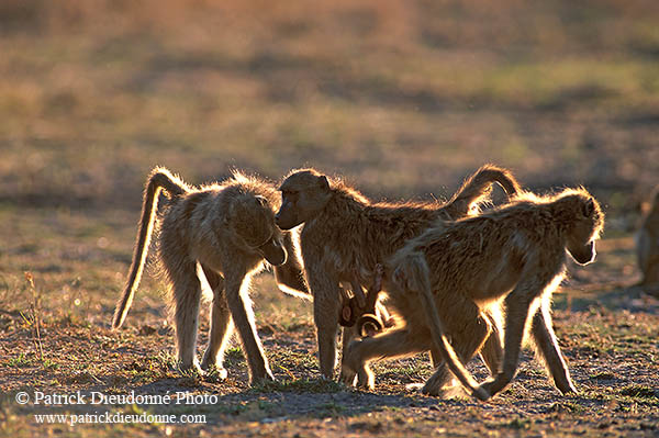 Chacma baboon, Moremi, Botswana -  Babouin chacma et bébé 14435