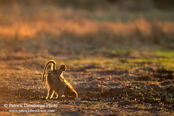 Chacma baboon, Moremi, Botswana -  Babouin chacma et bébé 14436