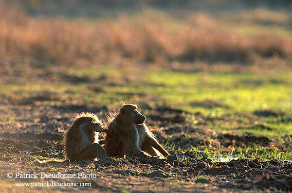 Chacma baboon, Moremi, Botswana -  Babouin chacma 14437