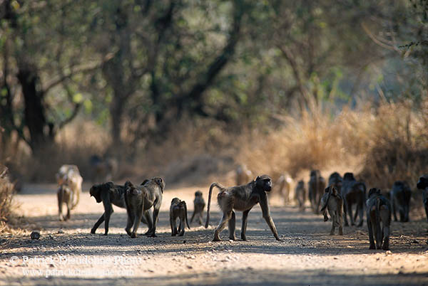 Chacma baboon, Kruger NP, South Africa -  Babouin chacma, groupe