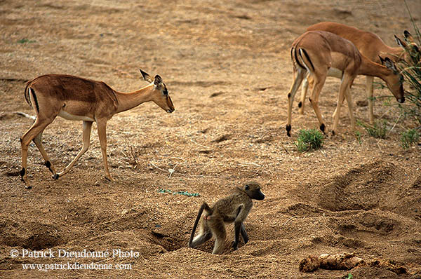 Chacma baboon, Kruger NP, South Africa -  Babouin chacma 14439