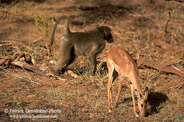 Chacma baboon, Kruger NP, South Africa - Babouin chacma  14441