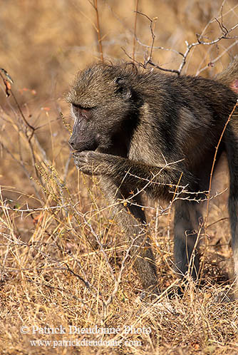 Chacma baboon, Kruger NP, S. Africa -  Babouin chacma 14442