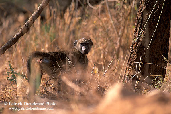 Chacma baboon, Kruger NP, S. Africa -  Babouin chacma 14444