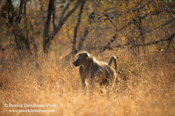 Chacma baboon, Kruger NP, S. Africa -  Babouin chacma 14445