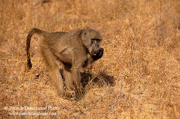Chacma baboon eating fruits, Kruger NP, S. Africa -  Babouin chacma  14446