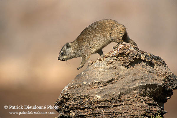 Rock Dassie (Hyrax) walking, Namibia -  Daman des rochers  14518