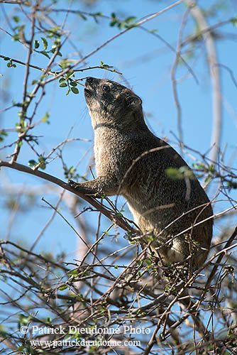 Rock Dassie (Hyrax) walking, Namibia -  Daman des rocher  14527